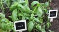 Planting a Pizza Garden