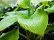 All About Hosta Plants