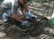 How To Plant Tomatoes