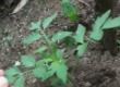 Some More Ways Of Planting Tomatoes