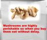 Tips For Storing And Cooking With Pleurotus (oyster) Mushrooms