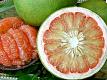 Kevin Digs Into a Pomelo - The World's Largest Citrus Fruit 
