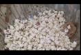 How To Make Popcorn