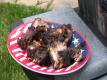 Brian Grills Ribs Demonstration - Part 2