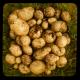 Cute Potato Song