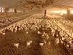 Poultry Farm Care