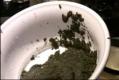 Prep Video - Afang Leaves Video
