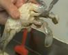Monahan's Seafood Presents: How To Clean A Soft Shell Crab