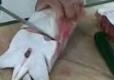 Preparing A Stingray Or Skate Fish