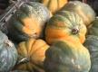 Ideas To Cook Butternut Squash