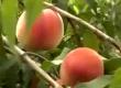 How To Preserve Fruits