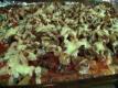 Primal Pizza