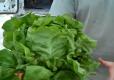 Farmer's Market Review