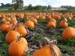 Great Pumpkin Recipes and Tips from The Produce Lady