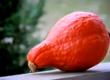 All About Pumpkin