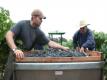 Quality Control Viticulture: Sorting Wine Grapes In The Vineyard At Harvest