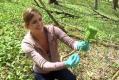 Foraging For Ramps Video
