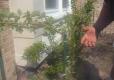 How To Grow Raspberry Plants