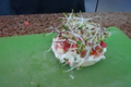 Raw And Organic Veggie Pizza