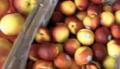Raw Foods In Miami Local Market