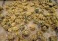 Deep Fried Okra