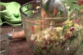 Raw Jersey Corn Salad