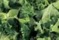 Kale Salad- Part 2: Preparing