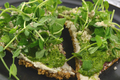 How To Make Raw Pesto Pizza With Tomato Basil Crust