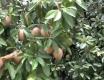 Kahumana Farms Review