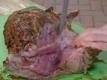 Ray Venezia: Easter Leg Of Lamb