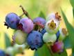 Blueberry Research At The Plants For Human Health Institute