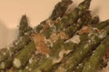 Roasted Asparagus