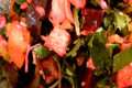 How To Make Roasted Beet And Chicken Salad