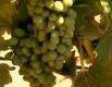 Role Of Terroir And Geology In Making High End Wine