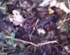 Introduction To Compost And Worms