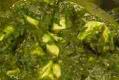Indian Palak Paneer