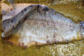 Easy Fish Recipes - Salmon In Tomato Sauce