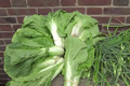 Save Your Money With Csa
