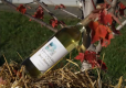 Virginia Wineries - Still More Than You Think