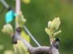 Seasons Of The Vineyard: Spring  Video