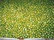Sevillano Olives | Learn About The Sevillano Olive Video