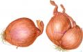 How To Cut Shallots