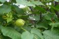 Greenery In Korea