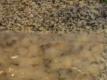 Vacum Sealer - Shrimp Mosaic Video
