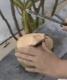 How To Open A Coconut -thai Style! Ep 267
