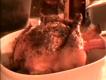 Roasted Chicken