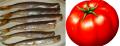 Smelt In Tomato Sauce
