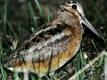 How To Do Snipe/woodcock Hunting At Night