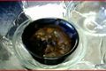 Solar Cooked Chocolate Brownie