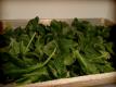 Freezing Spinach Video
